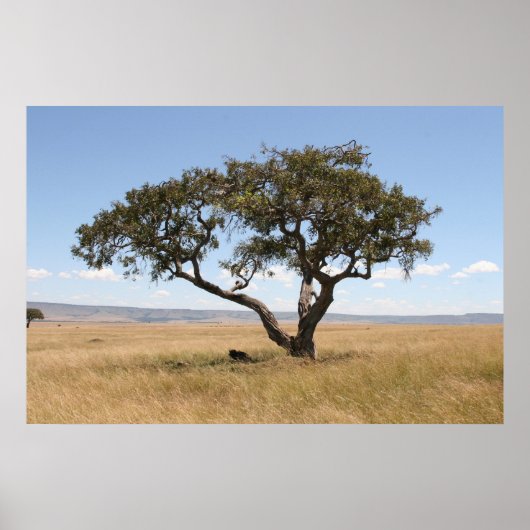 アカシアの木の下のバッファロー ポスター (正面)