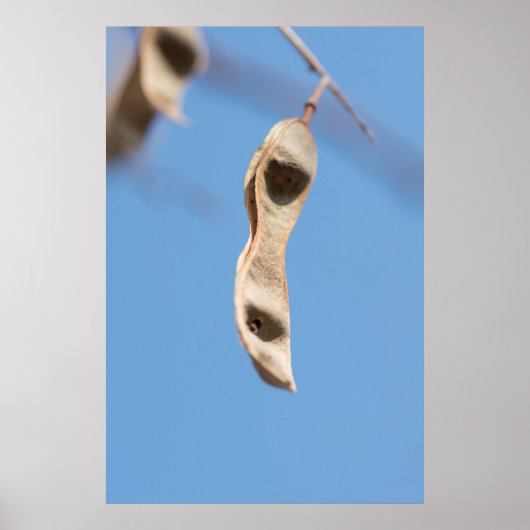 アカシアの種子 ポスター (正面)