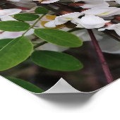 アカシアの花のクローズアップ ポスター (角)