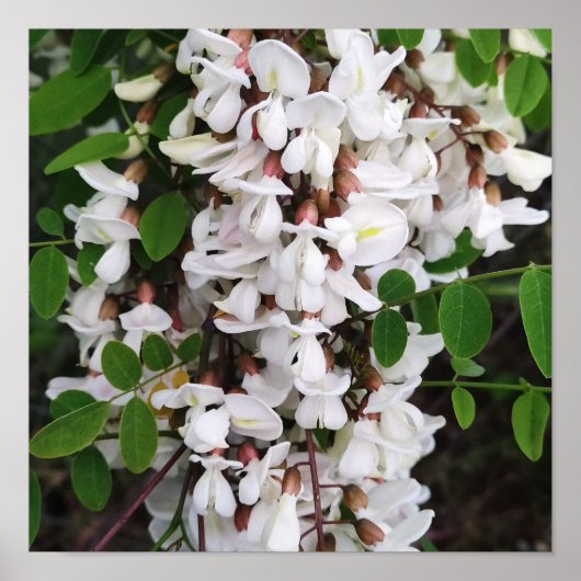 アカシアの花のクローズアップ ポスター (正面)