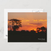 アカシアサンセット ポストカード (正面/裏面)