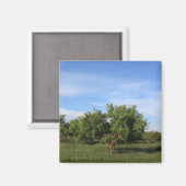 アカシアツリー マグネット (正面/裏面)