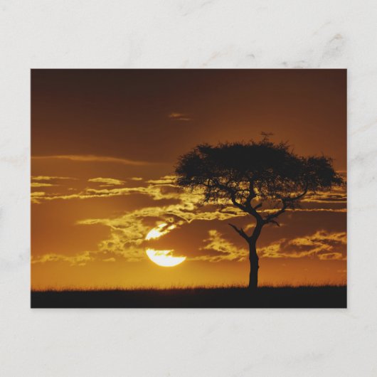 アカシア・トルティーリス・アンブレラサンザシ ポストカード (正面)