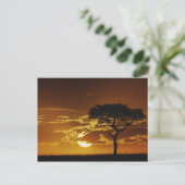 アカシア・トルティーリス・アンブレラサンザシ ポストカード (スタンド正面)