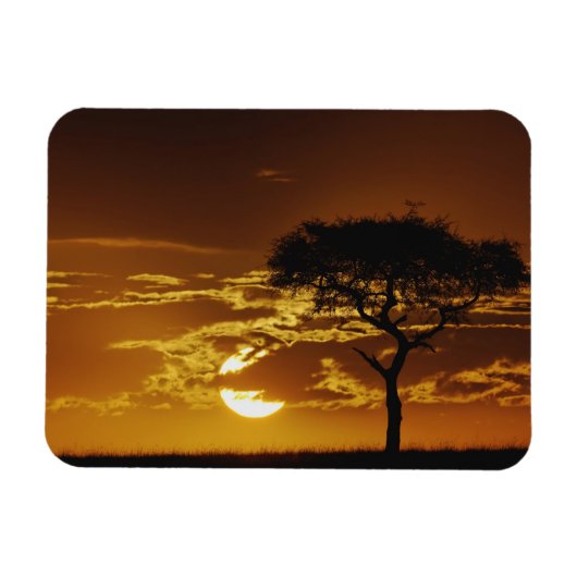 アカシア・トルティーリス・アンブレラサンザシ マグネット (横)