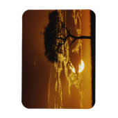 アカシア・トルティーリス・アンブレラサンザシ マグネット (縦)