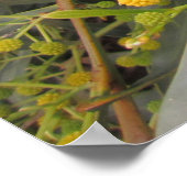 アカシア ポスター (角)