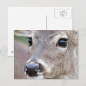 アカシカが飲料水を飲む ポストカード (正面/裏面)