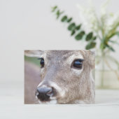 アカシカが飲料水を飲む ポストカード (スタンド正面)