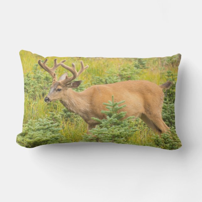 アカシカ アウトドアクッション (正面)