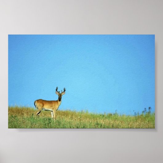 アカシカ ポスター (正面)