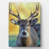 アカシカ |秋 フォトプラーク (正面)