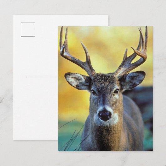 アカシカ |秋 ポストカード (正面/裏面)