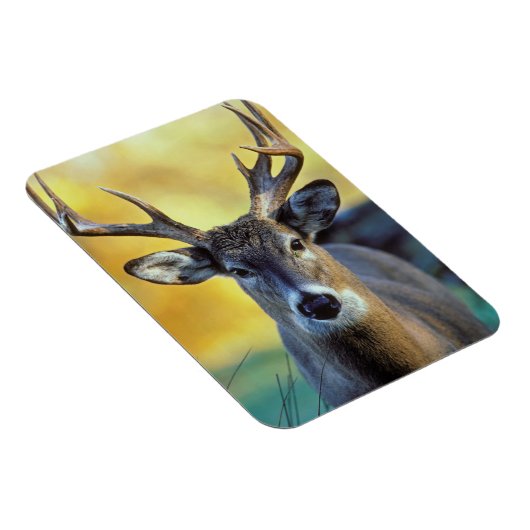 アカシカ |秋 マグネット (右側)