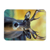 アカシカ |秋 マグネット (横)