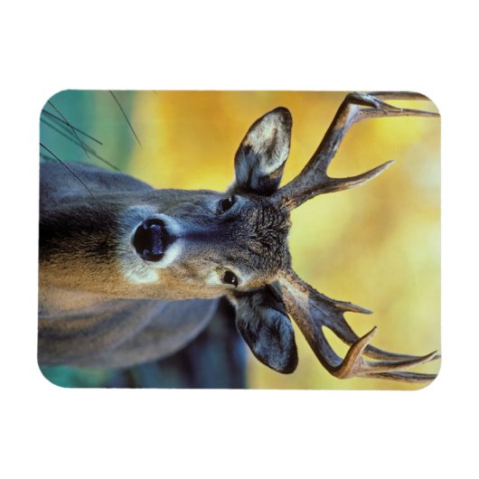 アカシカ |秋 マグネット (横)