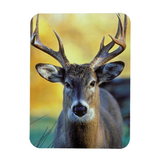 アカシカ |秋 マグネット (縦)