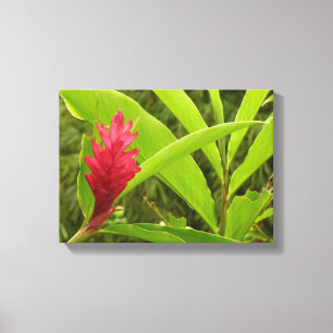 アカショウガの花(アルピニア)熱帯産 キャンバスプリント