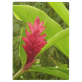 アカショウガの花（アルピニア）熱帯産 クリップボード (裏面)