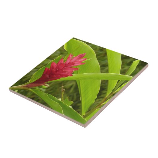 アカショウガの花(アルピニア)熱帯産 タイル (側面)