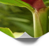 アカショウガの花(アルピニア)熱帯産 ポスター (角)