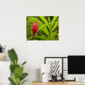 アカショウガの花(アルピニア)熱帯産 ポスター (ホームオフィス)