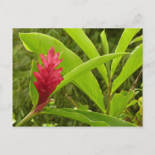 アカショウガの花（アルピニア）熱帯産 ポストカード