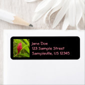 アカショウガの花（アルピニア）熱帯産 ラベル (インサイチュ)