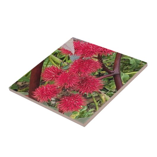 アカシ豆の種子ポッド タイル (側面)