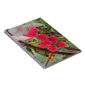 アカシ豆の種子ポッド ノートブック (右側)