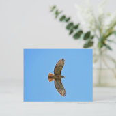 アカタカの写真 ポストカード (スタンド正面)