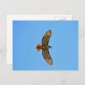 アカタカの写真 ポストカード (正面/裏面)