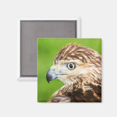 アカタカの稚魚 マグネット (正面/裏面)