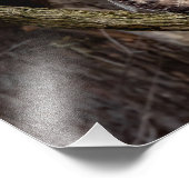 アカタカ フォトプリント            (角)