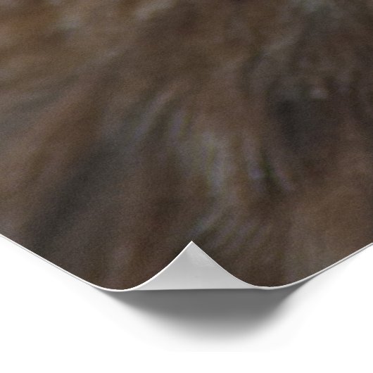 アカタカ ポスター (角)