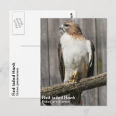 アカタカ ポストカード (正面/裏面)