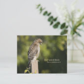 アカタカ ポストカード (スタンド正面)