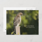 アカタカ ポストカード (正面/裏面)