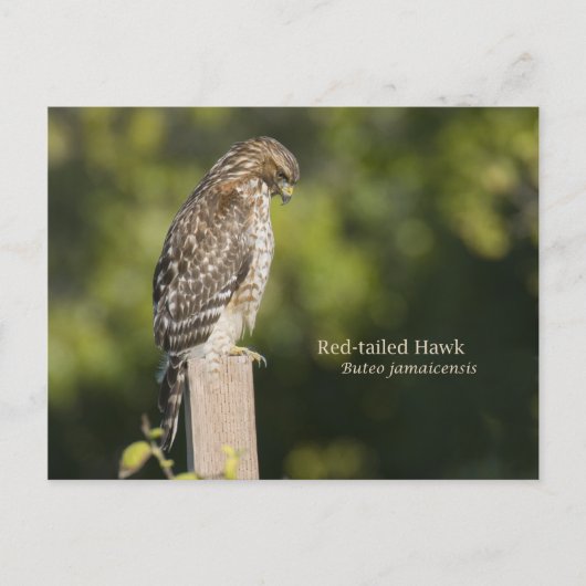 アカタカ ポストカード (正面)