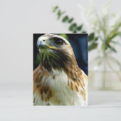 アカタカ ポストカード (スタンド正面)