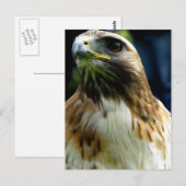 アカタカ ポストカード (正面/裏面)