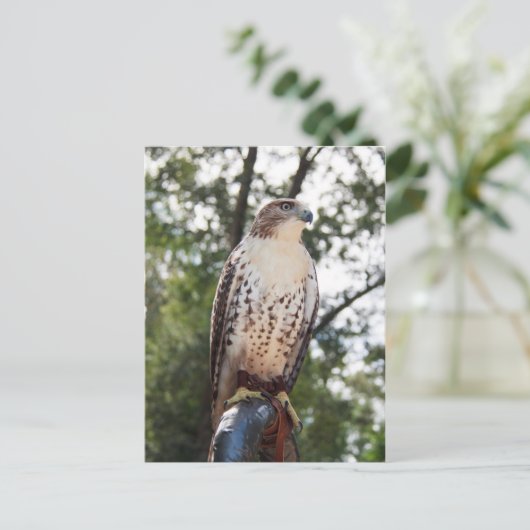 アカタカ ポストカード (スタンド正面)