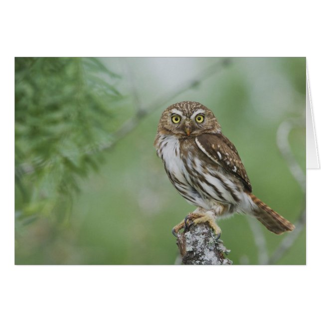アカチャアシナガフクロウ, Glaucidium brasilianum, 3 (正面横)
