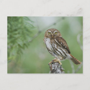 アカチャアシナガフクロウ, Glaucidium brasilianum, 3 ポストカード
