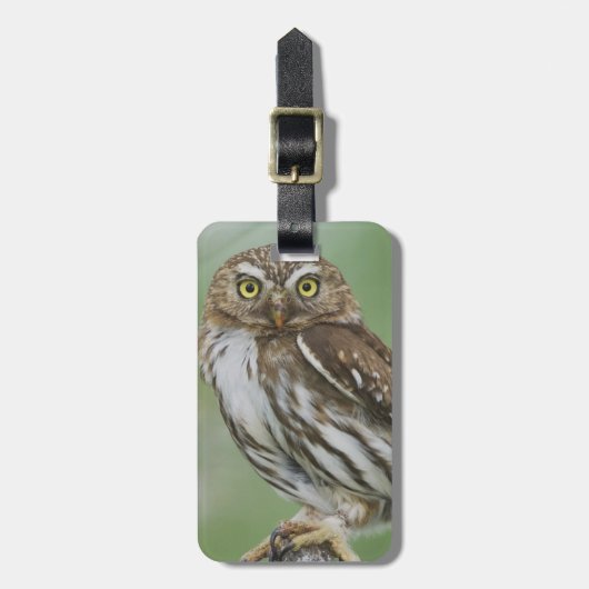アカチャバラフクロウ, Glaucidium brasilianum, 3 ラゲッジタグ (正面縦)
