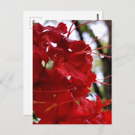 アカツツツジの花 ポストカード (正面/裏面)