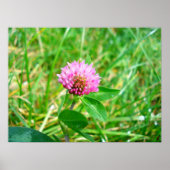 アカツメクサ ポスター (正面)