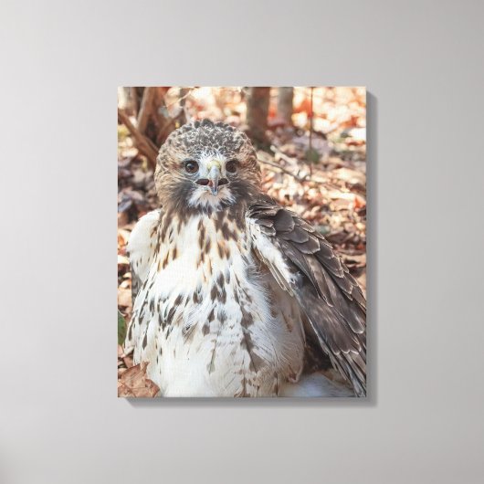 アカテールホーク キャンバスプリント (正面)