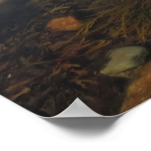 アカディア国立公園のワンダーランドでティデプール ポスター (角)