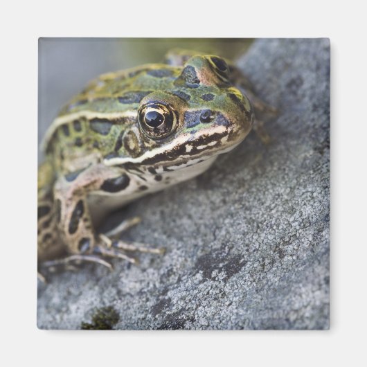 アカノドクガエル、シースルーアイランド、 マグネット (正面)